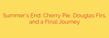 Summer’s End: Cherry Pie, Douglas Firs, and a Final Journey